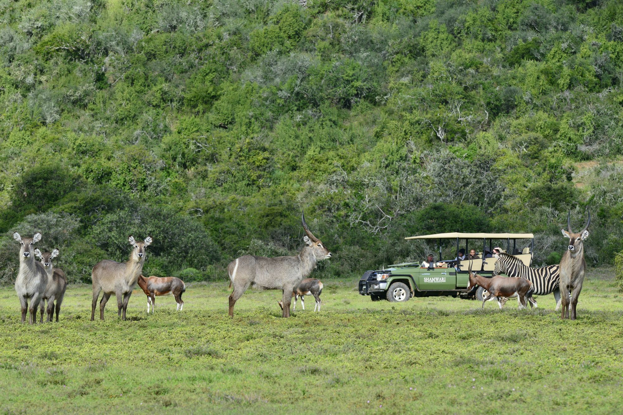 Shamwari Game Reserve Port Elizabeth Dış mekan fotoğraf
